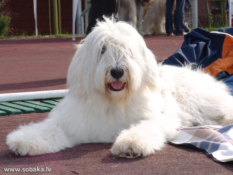 Южнорусская овчарка белая