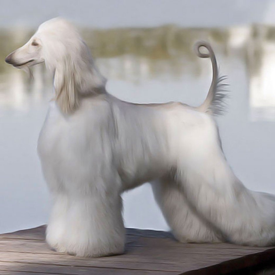 Кензо Афганская борзая