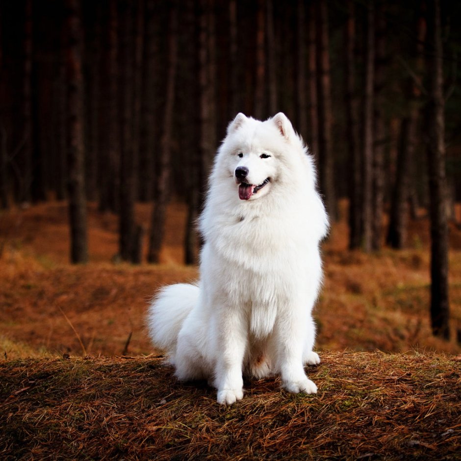 Лайка самоед