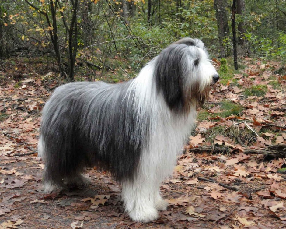 Шотландская бородатая колли