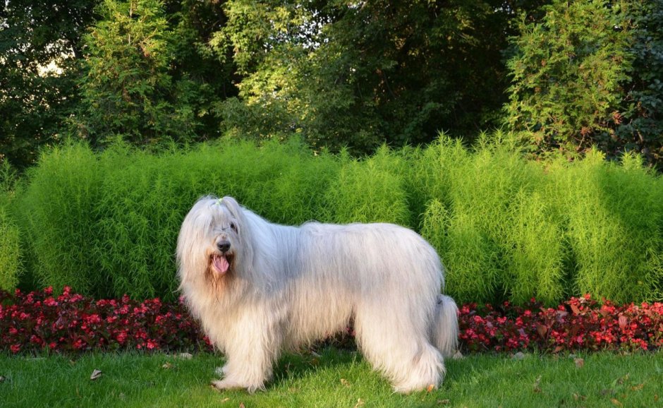 Порода Южнорусская овчарка