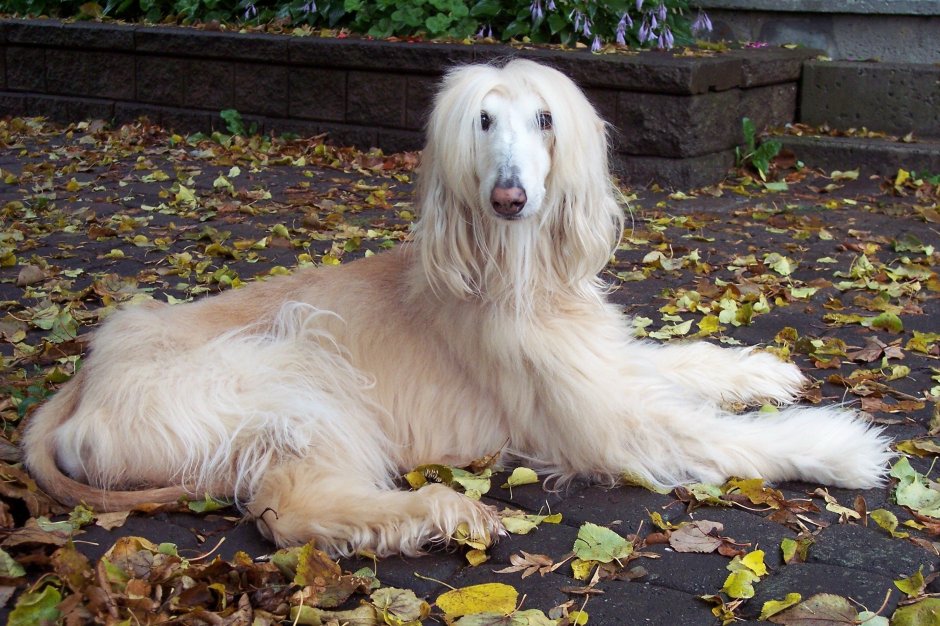 Афганская борзая Астон