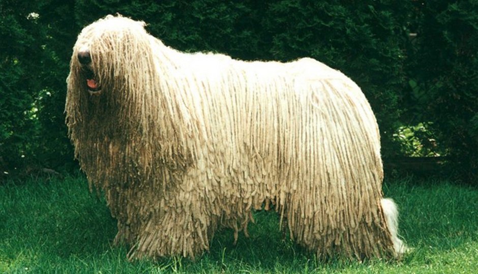 Овчарка венгерских Пастухов