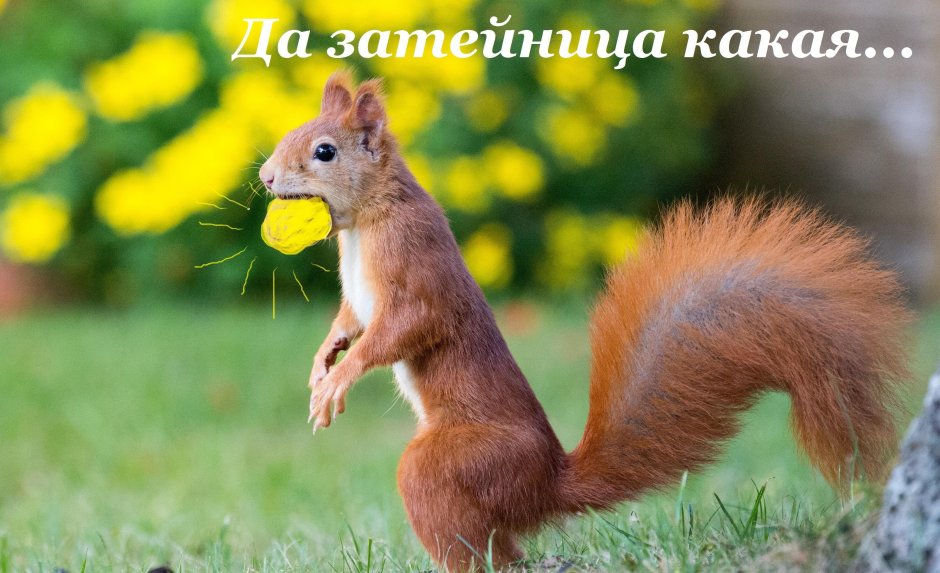 Белка с челкой