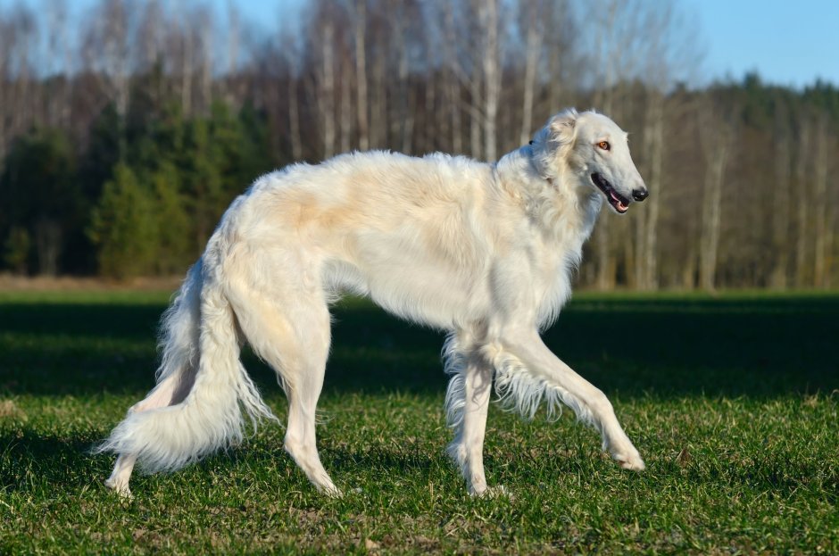 Колли гончая , русская борзая