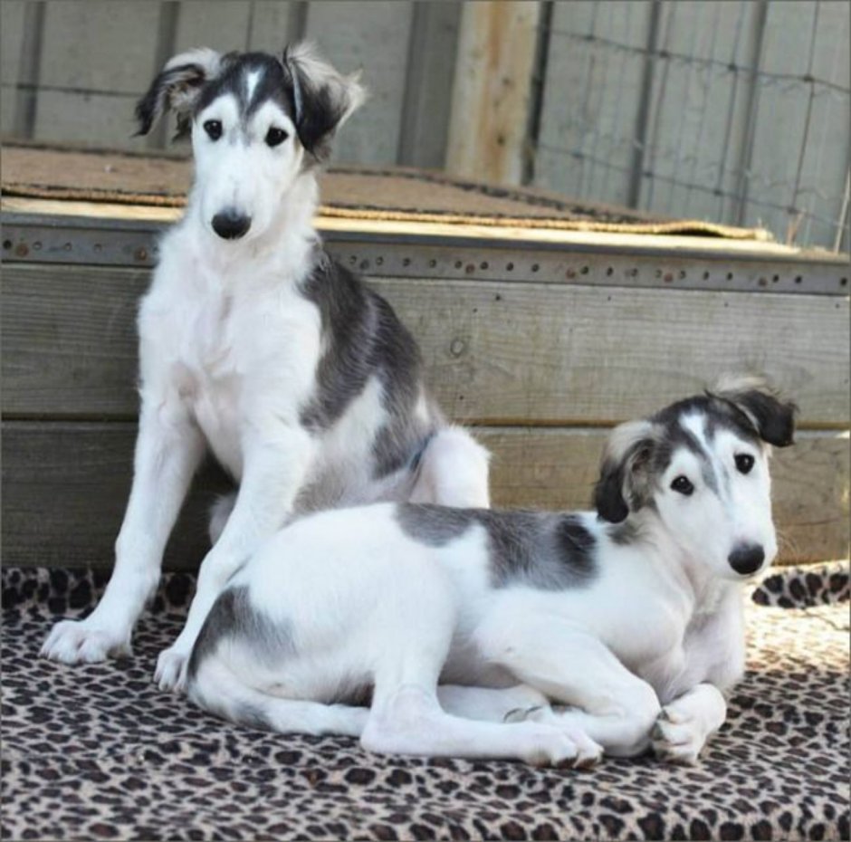 Lurcher собака