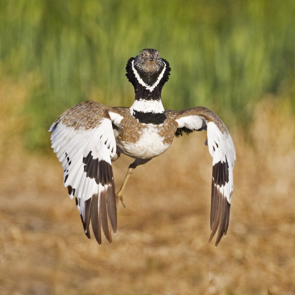 Стрепет Tetrax Tetrax (Linnaeus, 1758)