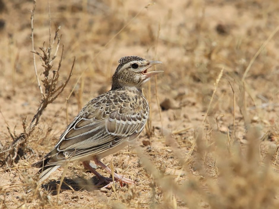 Melanocorypha Calandra