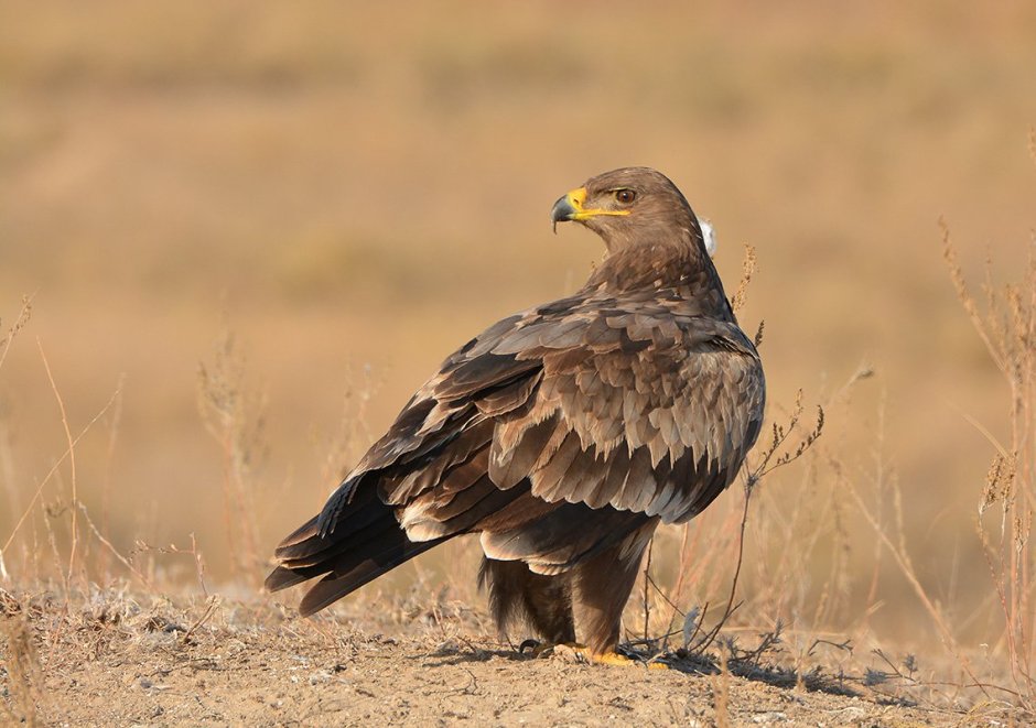Степной орёл (Aquila nipalensis