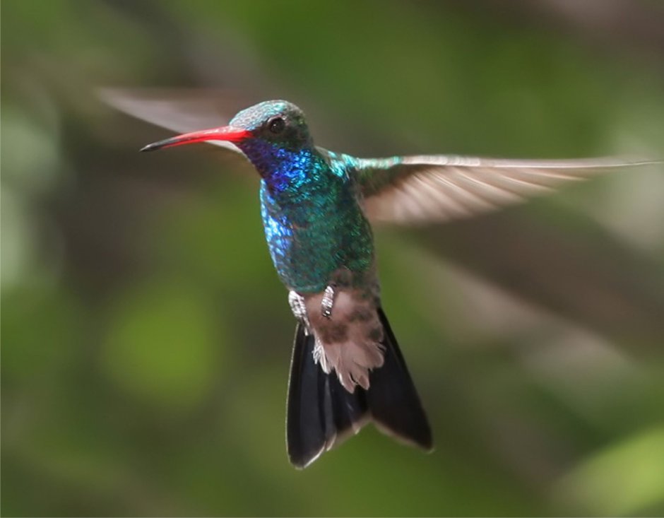 Mellisuga helenae