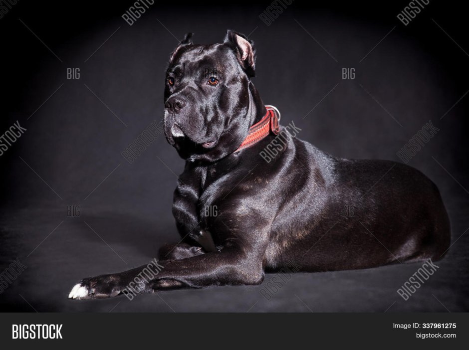 Порода собак Рамси Болтона