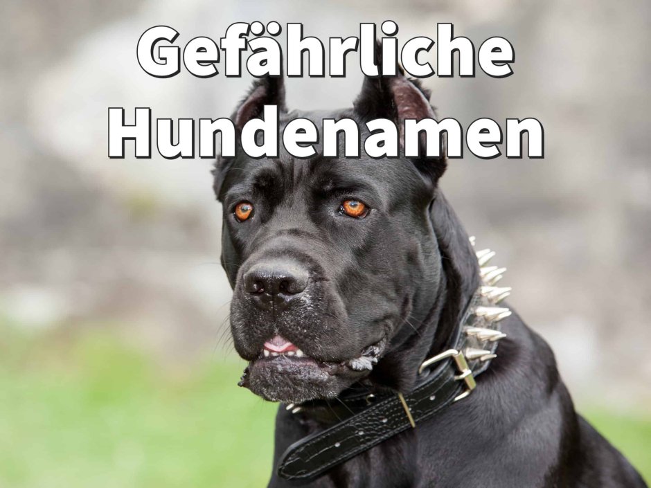 Бойцовская собака Кане Корсо