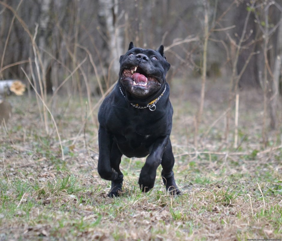 Бойцовская собака Кане Корсо