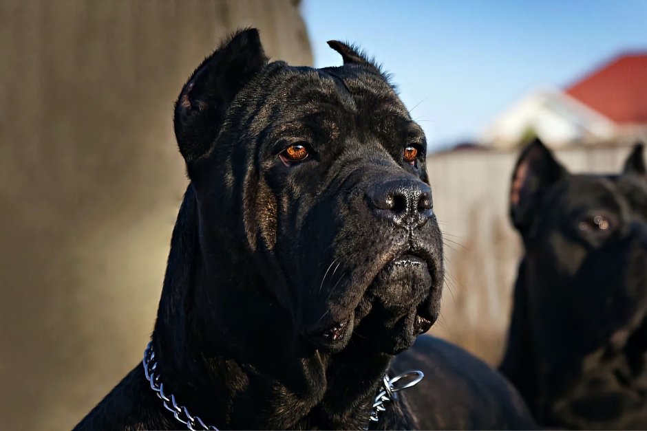 Кане Корсо и питбуль