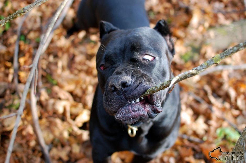 Бойцовская собака Кане Корсо
