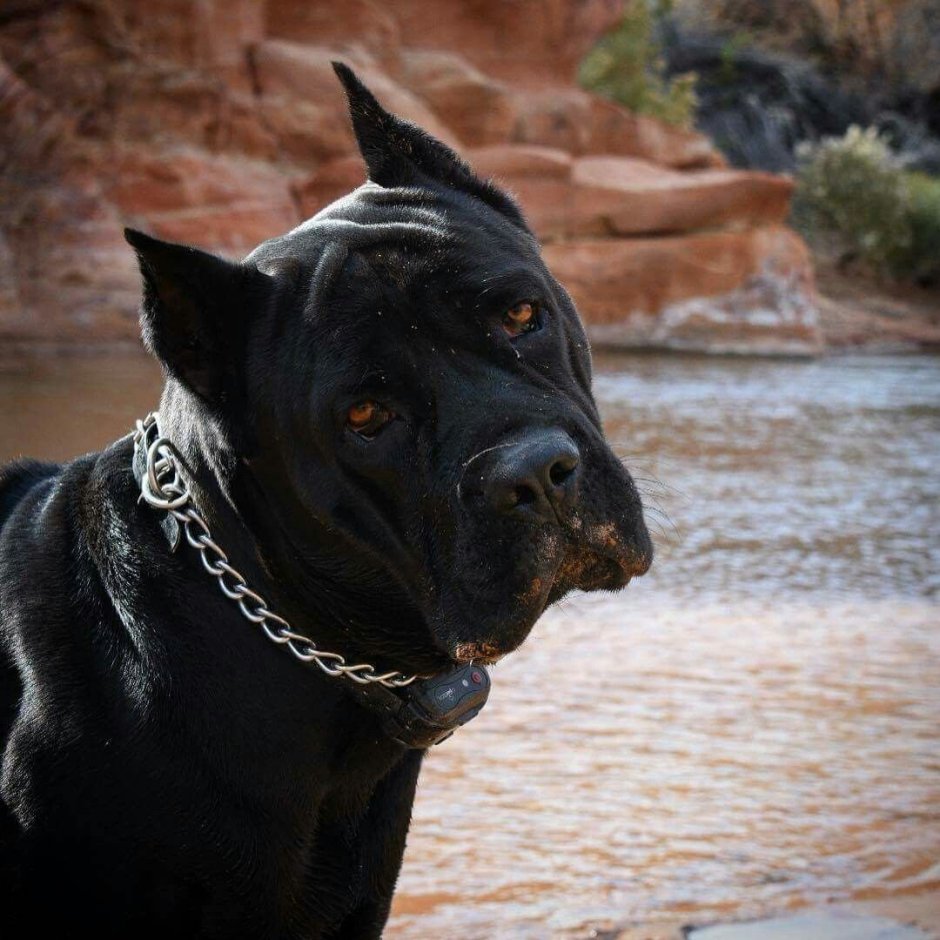 Кане Корсо злой