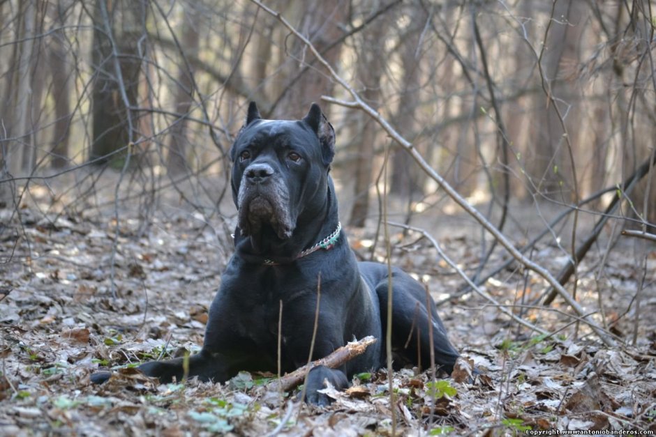 Американский питбультерьер черный