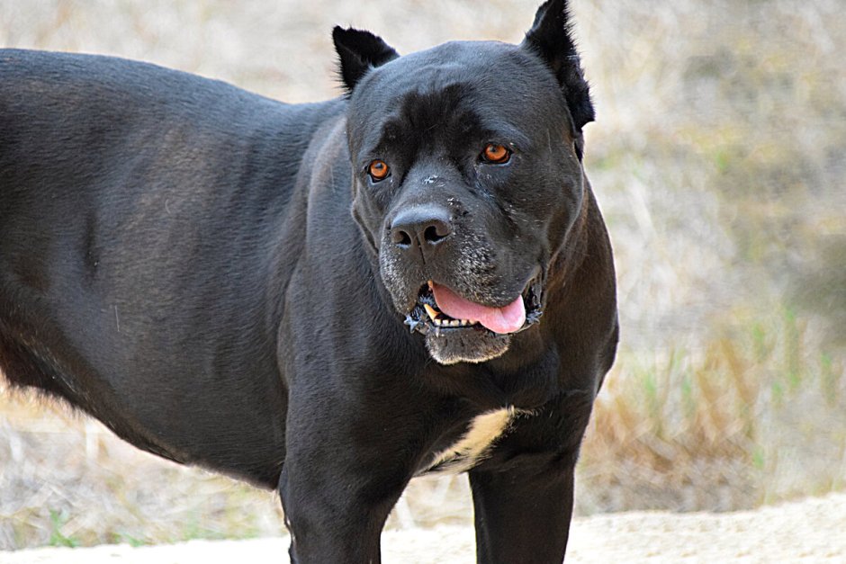 Корсо Канарио