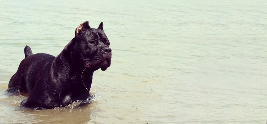 Бойцовая собака Кане Корсо