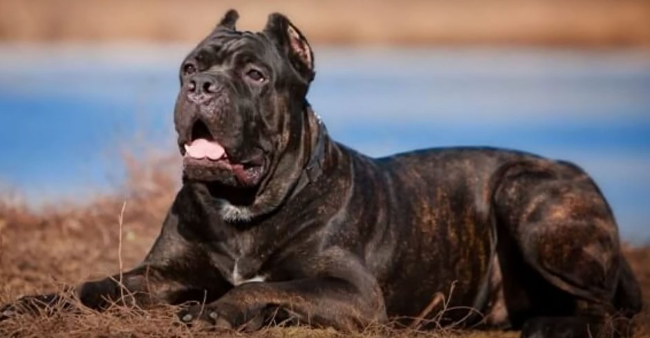 Кане Корсо и питбуль