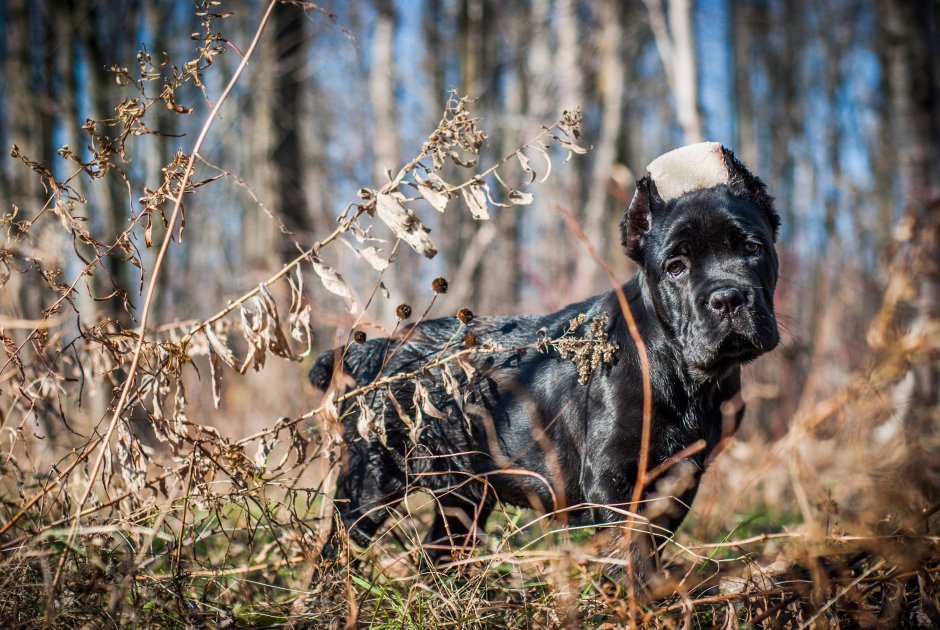 Кане Корсо серая злая