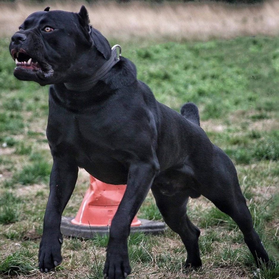 Кане Корсо стандарт