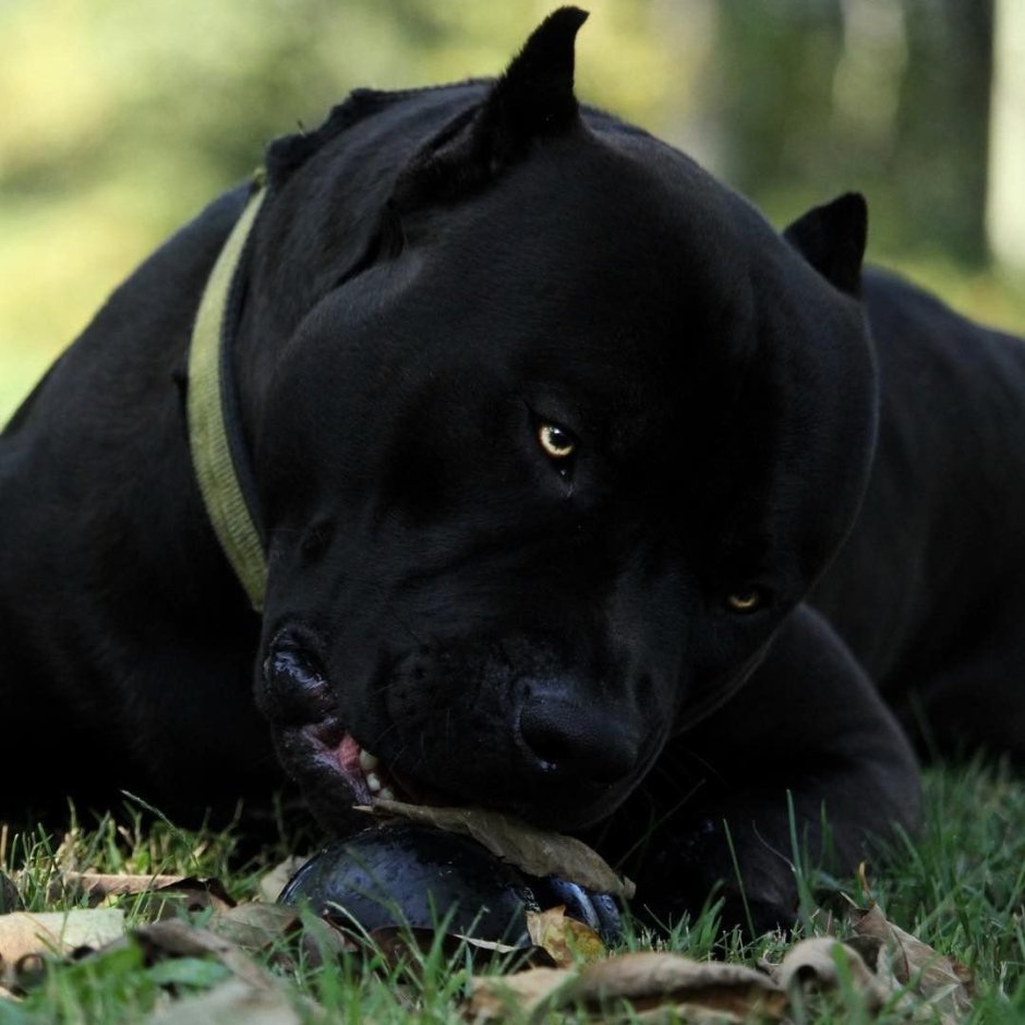 Кане Корсо и питбуль