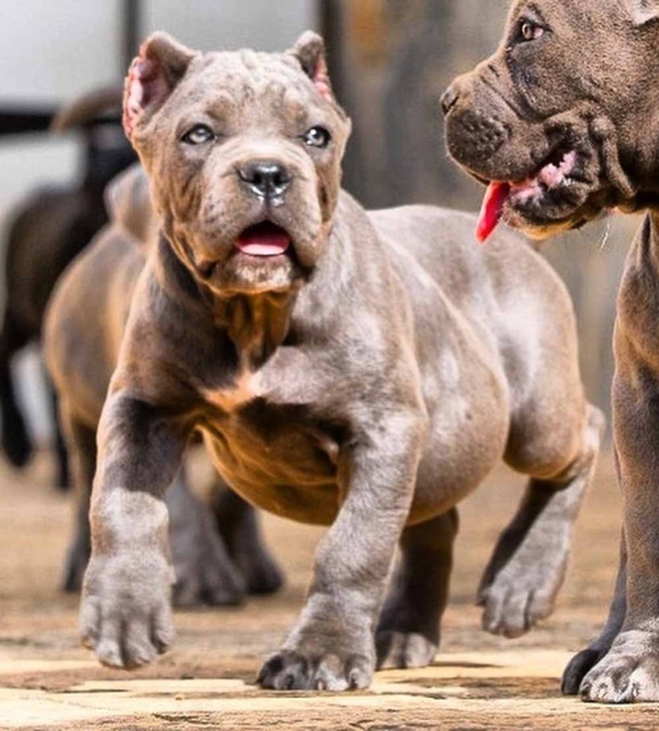 Кане Корсо оскал