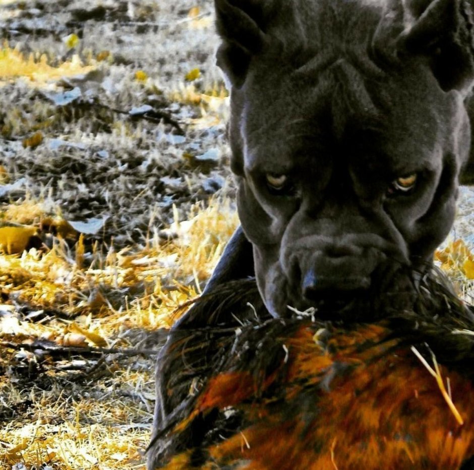 Кане Корсо собака осень