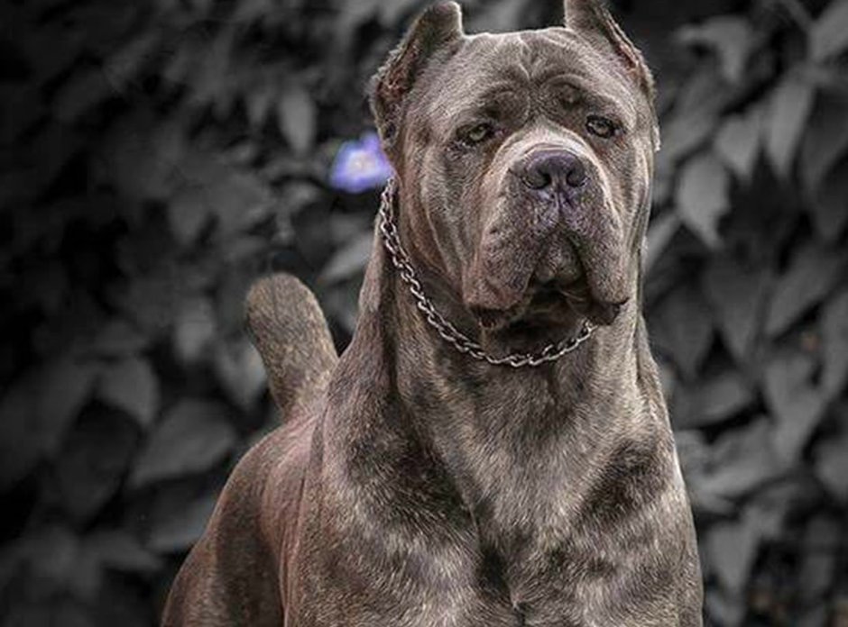 Питбуль черный бриллиант