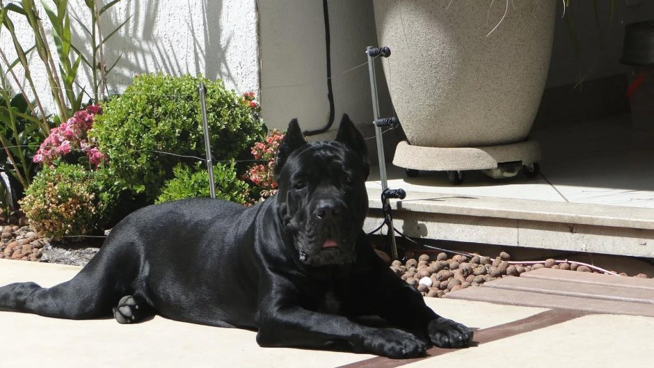 Cane Corso бойцовские