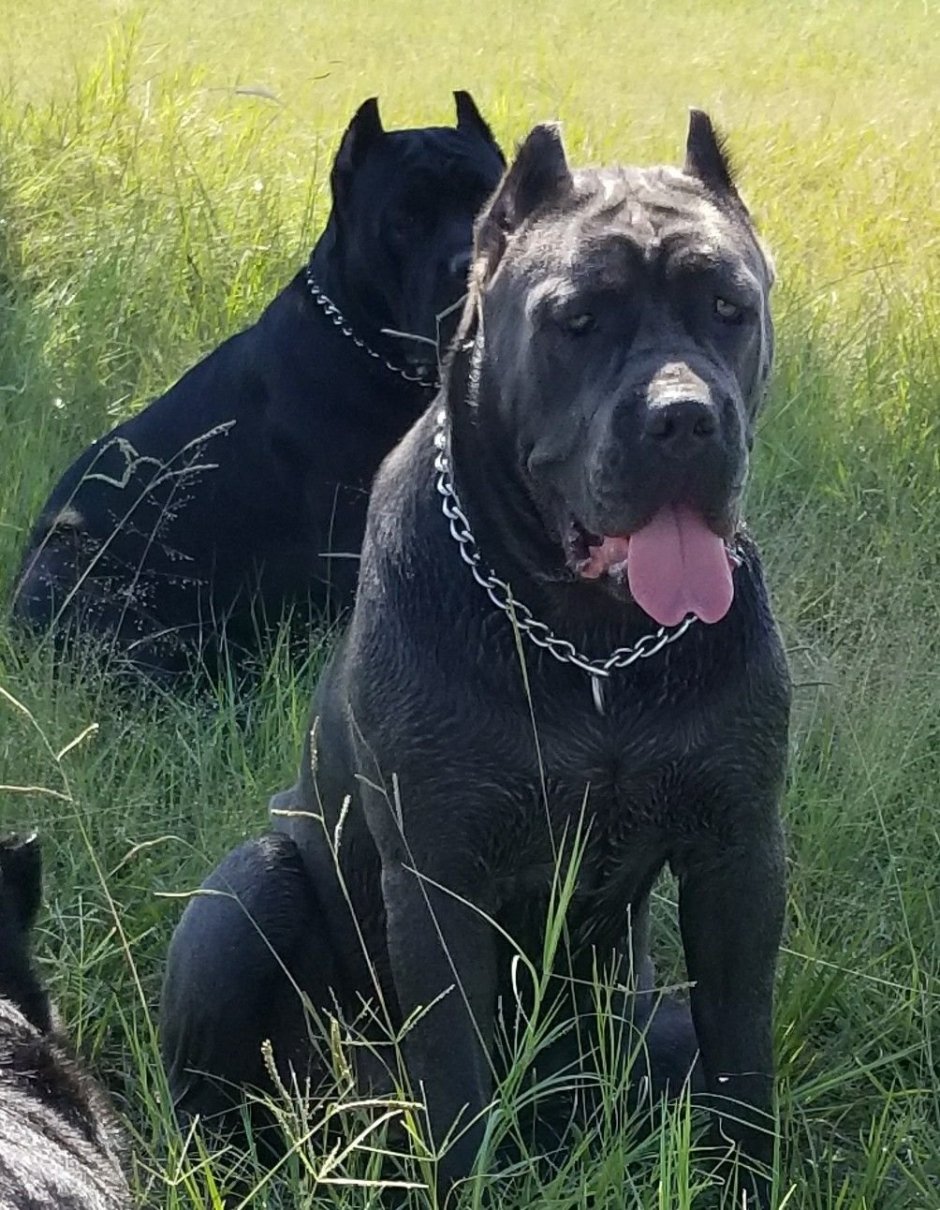 Итальянская порода собак Кане Корсо