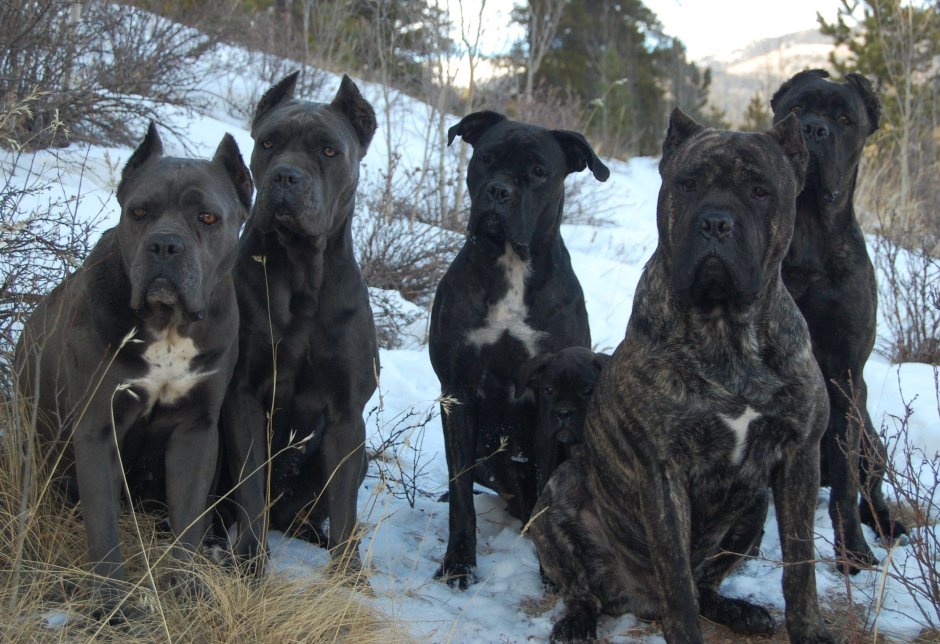 Американский бандог мастиф