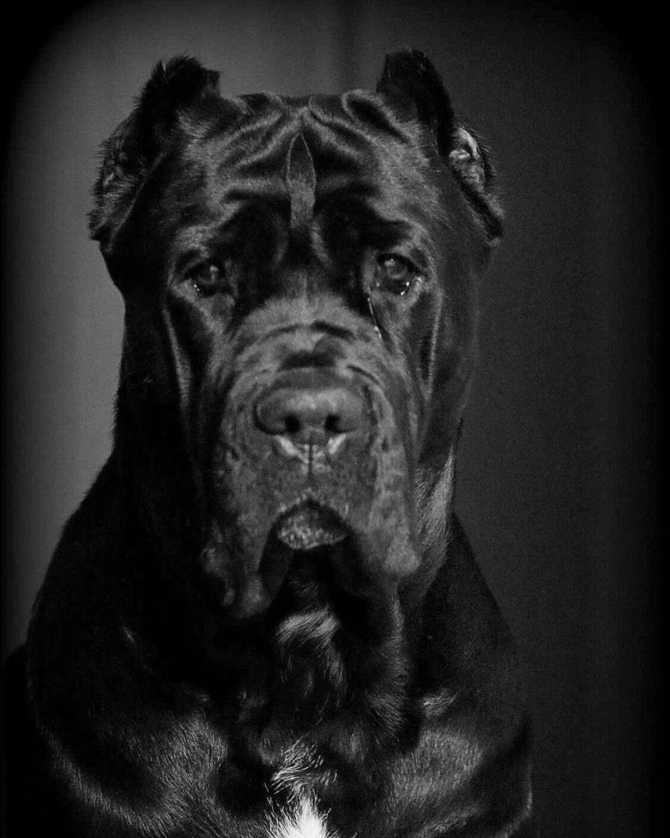 Кане Корсо бойцовская