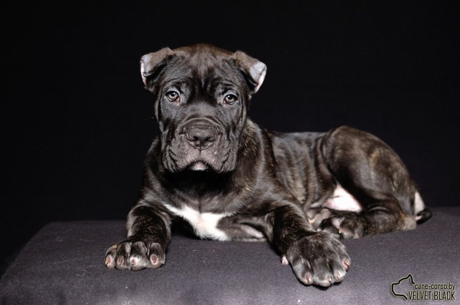 Кане Корсо бойцовская