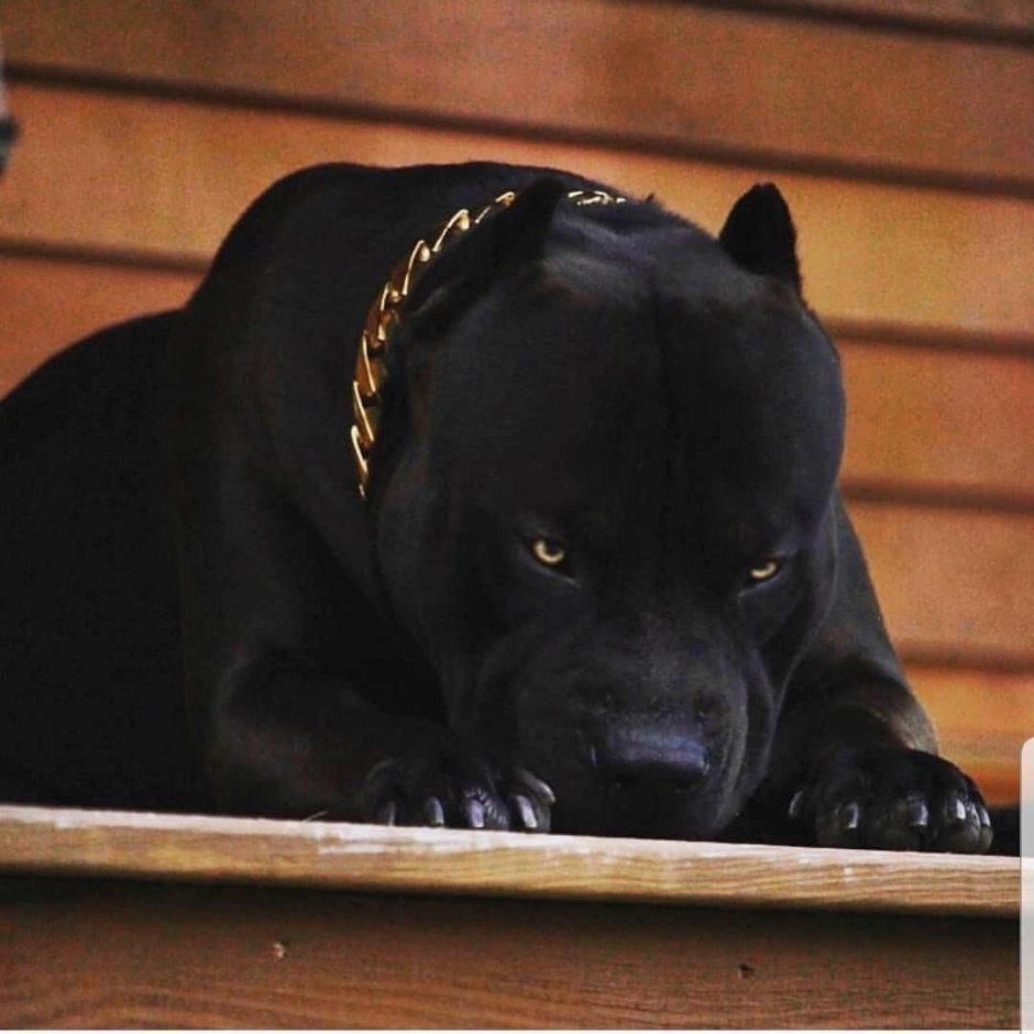 Американский питбультерьер черный