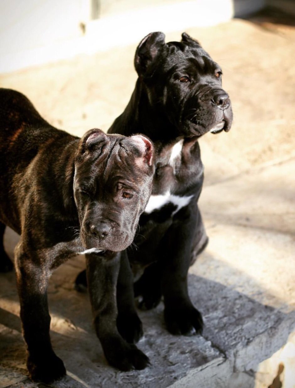 Канарский дог черный