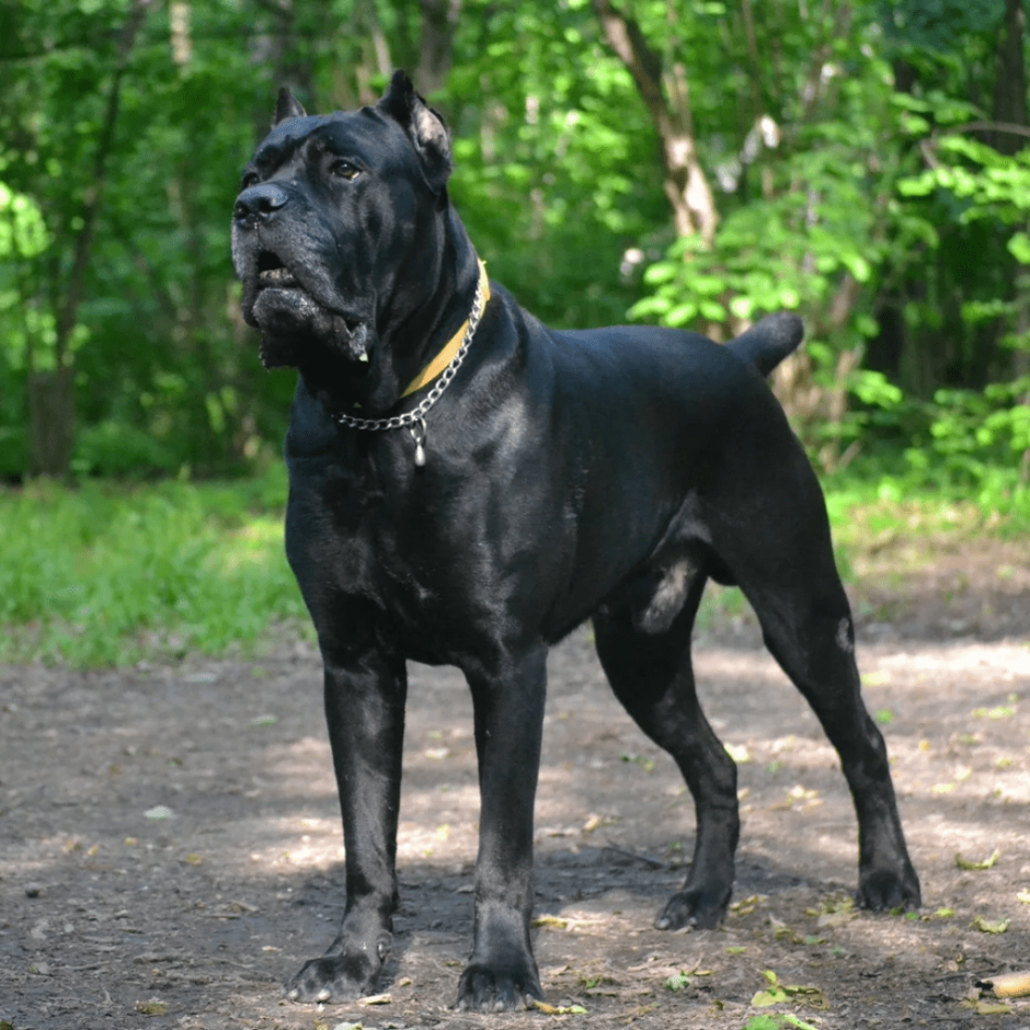 Кане Корсо собака на прогулке