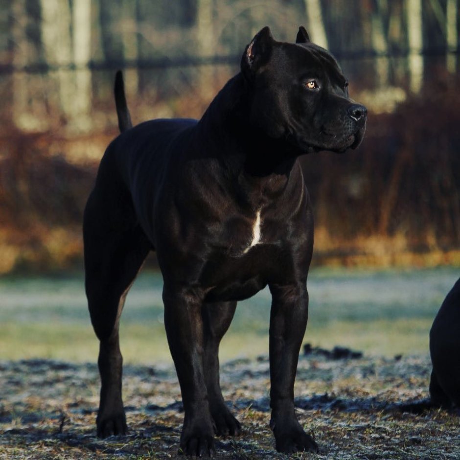 Стаффордширский терьер Кане Корсо метис