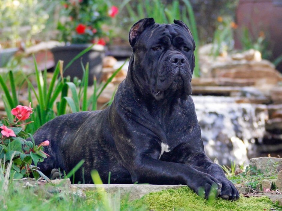 Американский бандог злой