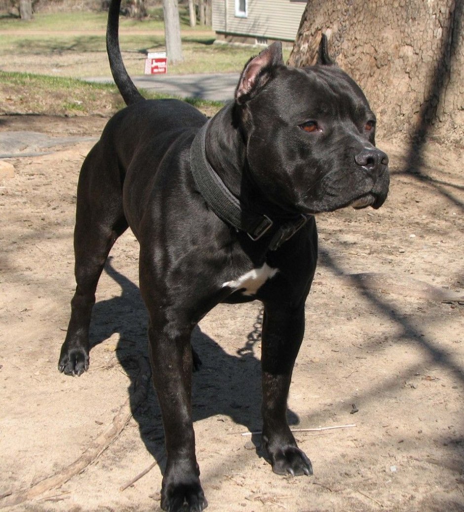 Кане Корсо черный