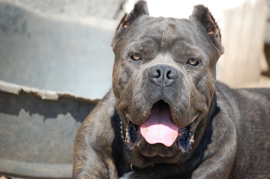 Американскийпитбультырьер черный