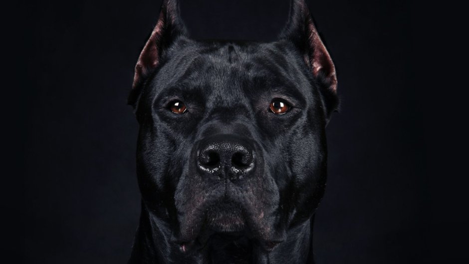 Кане Корсо и питбуль