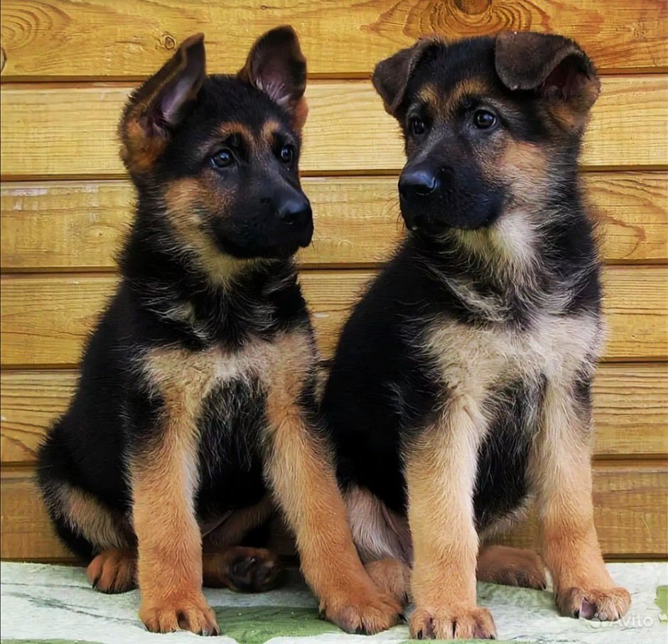 Щенок овчарки 1 месяц