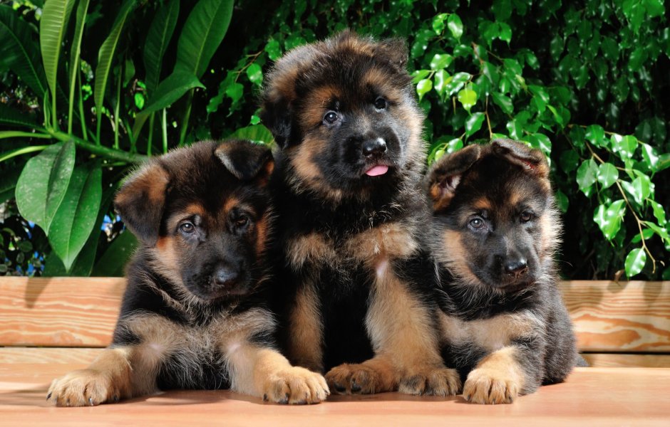 German Shepherd немецкая овчарка щенок