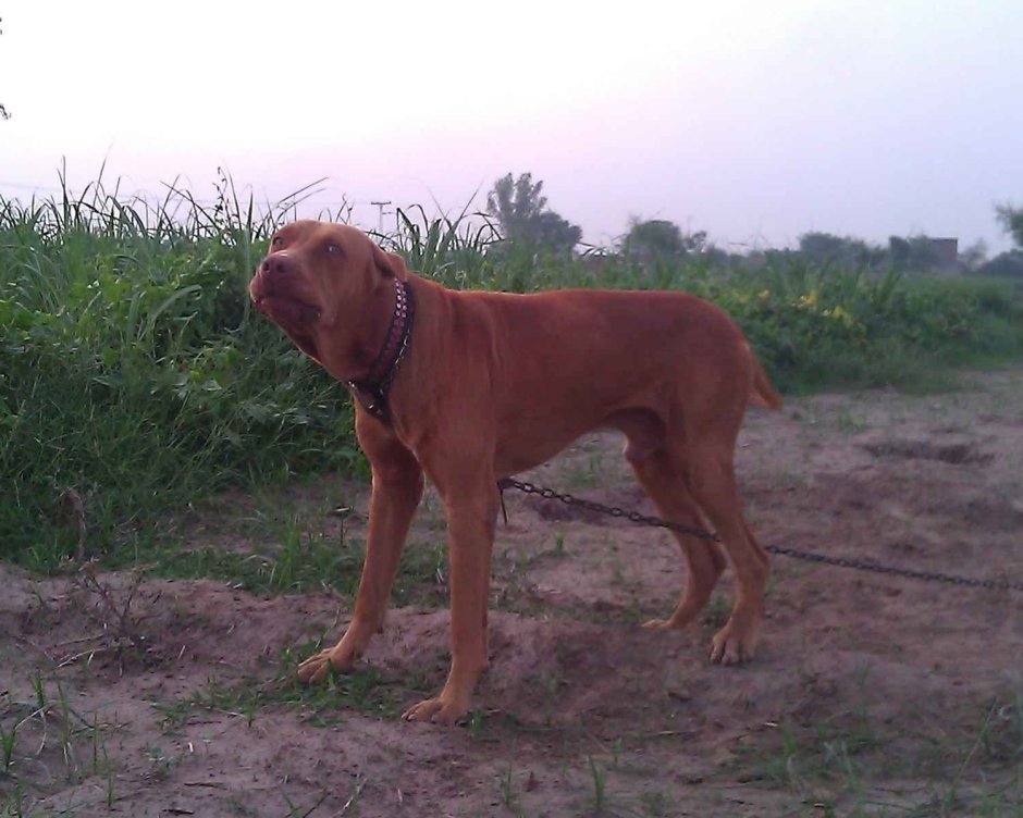 South indian Mastiff