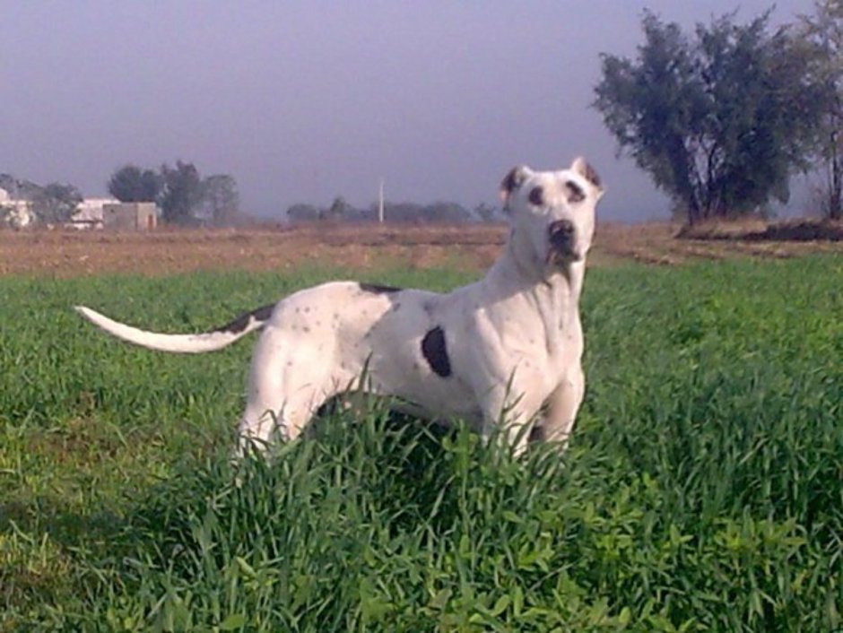 Булли Кутта