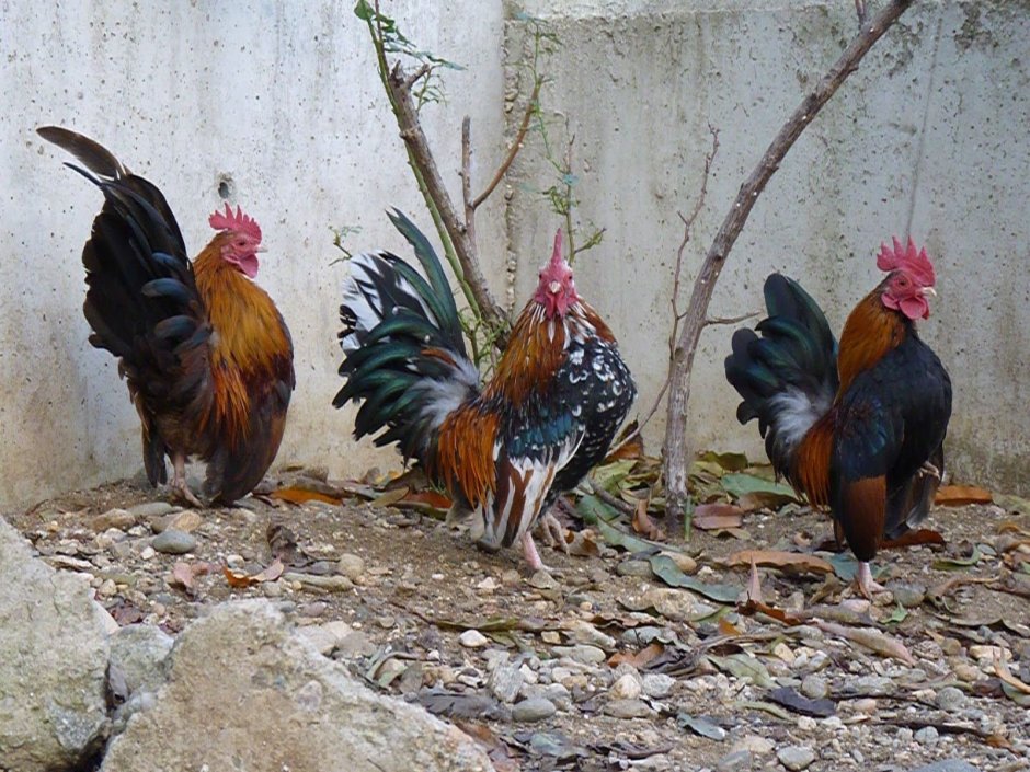 Куры породы Королек