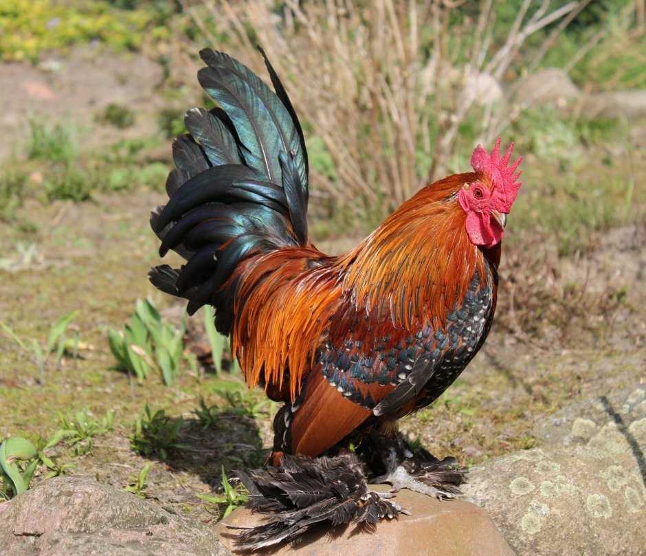 Карлик петушка