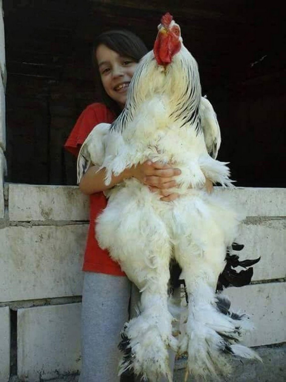 Bantam петух карликовый